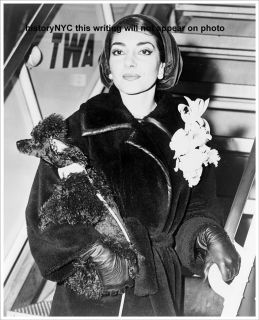1958 Maria Callas Movie Star Poodle TWA Airport Photo