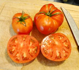 2013 Fresh ✽ 25 Heirloom Tomato Seeds ✽ Early Annie ✽ Organic 