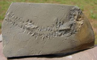 trilobite tracks this slab has around 8cm of detailed tracks there are 