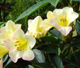 this auction is for one plant of vireya rhododendron cara mia