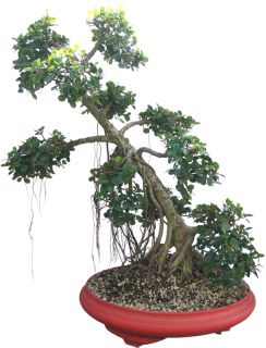 bonsai name common name green island leaf ficus bonsai tree