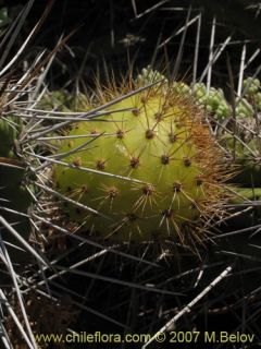 image of eulychnia castanea altitude 0 25 m 2 8 2007