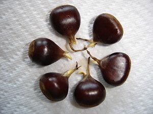Germinating Genuine and Verified American Chestnut Seeds