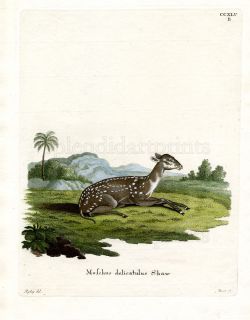1775 SCHREBER Fantastic Beasts 245B Spotted Musk Deer