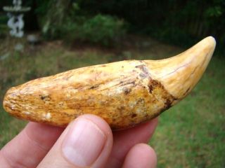 Extinct Fossil Romanian Cave Bear Tooth Fossil Quality Mean 100 000 