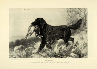 1895 Print Well Retrieved Black Labrador Retriever Dog Hunting Rabbit 