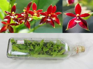 Flask of Phalaenopsis Cornu Cervi Red Orchid Plant
