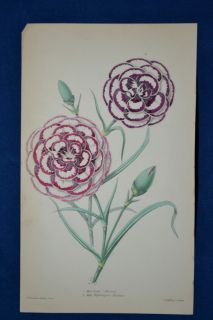 Carnation  hand Colored Botanical James Andrews Floral Magazine 1860 