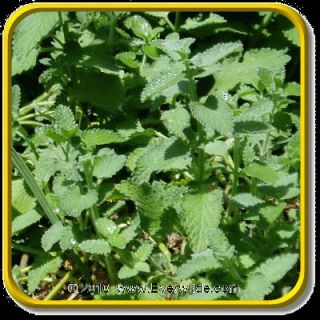 herb description catnip is a vigorous growing mint loved by cats it is 