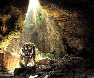 tiger in a cave wallpaper