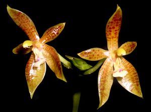 Phalaenopsis Cornu Cervi Species Orchid Plant 2 Spikes