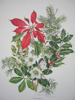 Anne Dowden Christmas Plant Poinsettia Ed Print