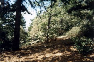 Large Lots in Cedarpines Park with Amazing View Into The Valley 
