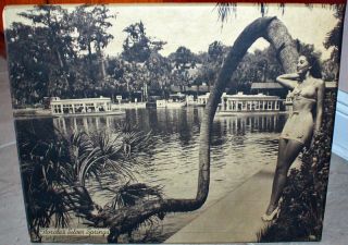 1940s Pin Up Girl Bathing Beauty Florida Silver Springs Display Wall 
