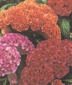 Amazing for Cut Flowers Celosia Big Chief Mix Annual