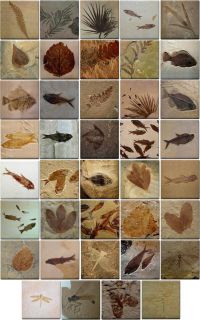 Set of 39 Different Oshishop Ceramic Fossil Art Tiles