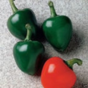 Hot Cherry Pepper Seeds 30 Seeds 
