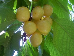 Yellow Cherry Tree 10 Fresh Seeds Anatolian RARE