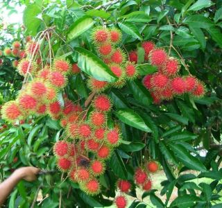 Red ~RAMBUTAN~ Tropical Fruit Tree LIVE SEEDLING Exotic Nephelium 