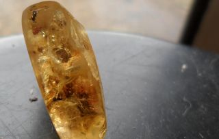 Rare   Fossil Juvenile CHAMELEON Lizard Reptile Ancient Copal Amber 