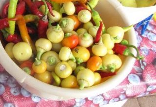 Hungarian White Hot Chery Pepper Seeds for Pickles 10 Seeds