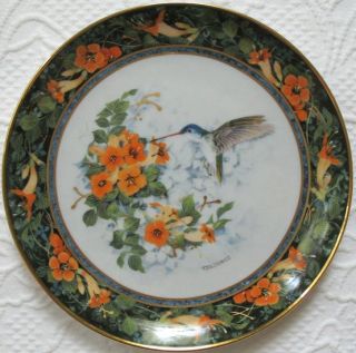 Violet Crowned Hummingbird Bird Plate Politowicz