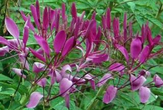 Cleome Spider Flower Violet Queen 100 seeds FREE Free ship on