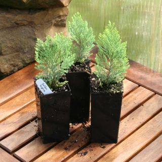 Three Golden Surprise Cypress Mini Dwarf Conifer