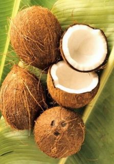 Pure Coconut Suntan Tanning Oil Perfume Spray Pheromone