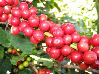 Arabian Coffee Shrub Coffea Arabica Seeds Fragrant Edible Evergreen