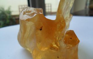 Fossil Spider Prepares Fly in Huge Copal Amber 43 grams with 3 More