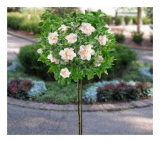 Cottage Farms Novelty August Beauty GardeniaPatio Tree —