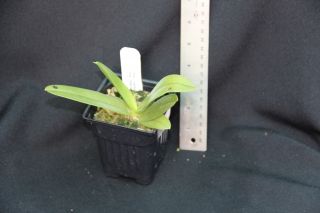 Phalaenopsis cornu cervi fma chattaladae Species Orchid Plant