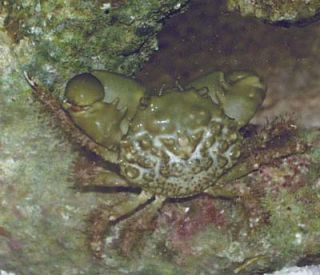  crabs commonly referred to as cling crabs mithrax sculptus the emerald