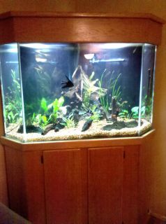140 Gallon Corner Aquarium with Oak Cabinet Hood