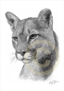Puma American Cougar Print Pencil Drawing A4 Signed by Artist Le of 50