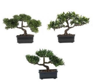 12 Bonsai Plant Collection (Set of 3) by Nearly Natural   H179288