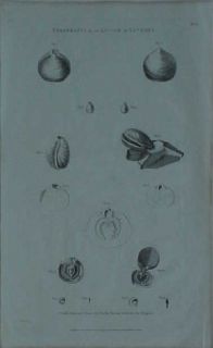 Original 1798 La Pérouse Engraving Cornu Ammonis Shells