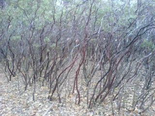 MANZANITA BRANCHES CUT TO YOUR SIZE 