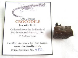 Crocodile Jaw with Teeth #482 Hell Creek, 1 INCH, dinosaur era fossil