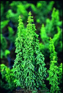 Year Chirimen Cypress RARE