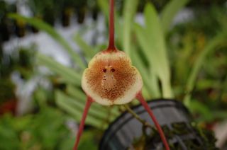  Dracula Dalessandroi Orchid Species