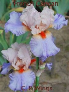 cpwings store french cancan 2002 tall bearded iris