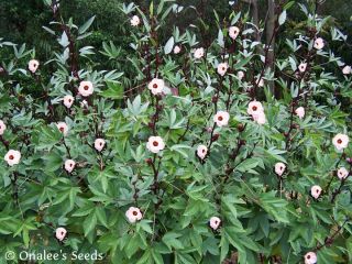 24+ Roselle, Rosella, Florida Cranberry Jamaican Sorrel Hibiscus Seeds