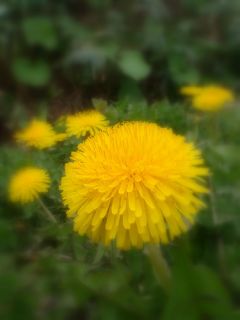 FRESH ORGANIC DANDELION SEEDS GROW YOUR OWN FEED THOUSANDS SOLD