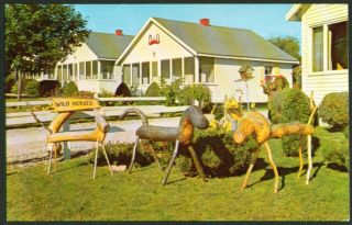 County Fair Motel Animals Damariscotta Me Postcard 50s