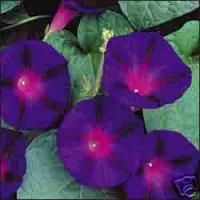 GOTH Black Kniolas Morning Glory~Flower Vine Seeds 6~RARE BLACK