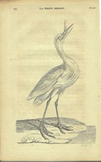 1768 Engraving Water Heron Thomas Pennant Original Antique Bird Print