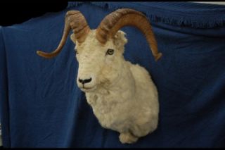 Large Taxidermy Shoulder Mounted Dall Ram Sheep Bighorn Mount