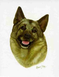 click to view image album beautiful norwegian elkhound mouse pad it